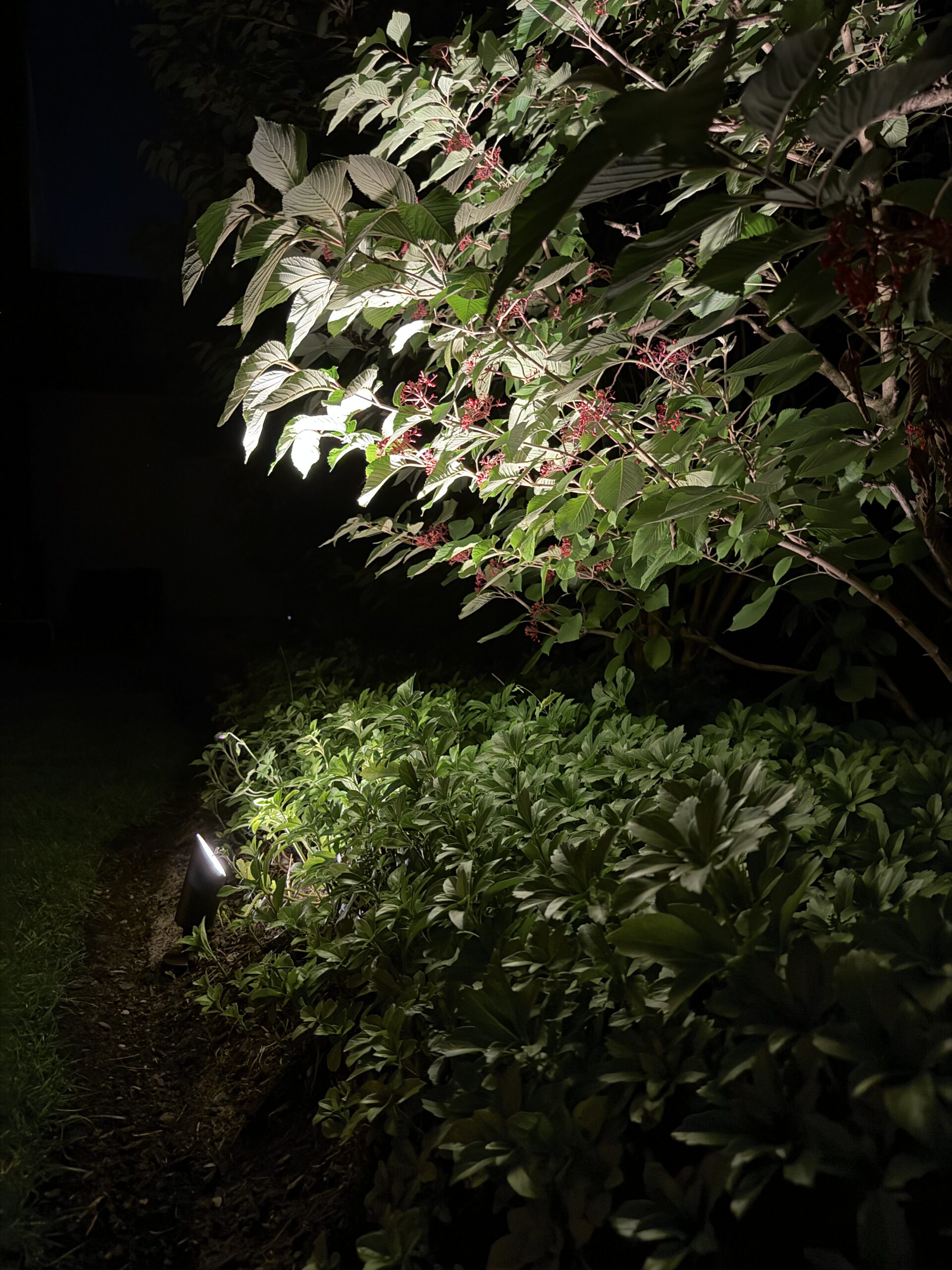 Garden Lighting